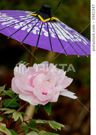 冬天牡丹 冬天牡丹 3981347