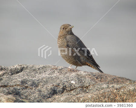 Isohiomori（女）的岩石領域 3981360