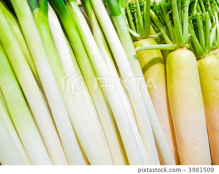 大蔥 蘿蔔 蔬菜 3981509