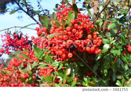 pyracantha crenulata, firethorn, branch 3981755
