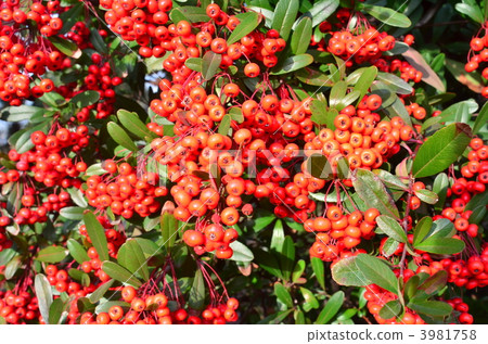 火棘 水果 紅色 3981758