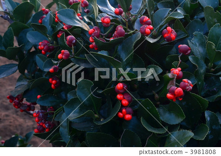 japanese spindle, euonymus japonicus, fruit 3981808