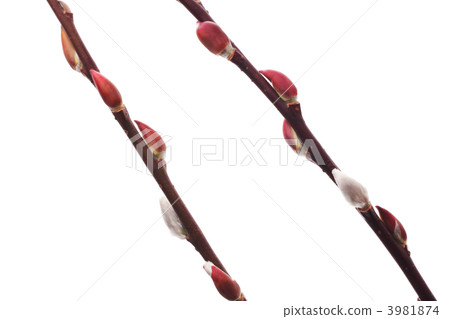 紅芽 3981874