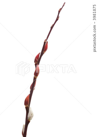 Red bud Red bud 3981875