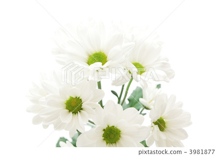 White spray mum 3981877