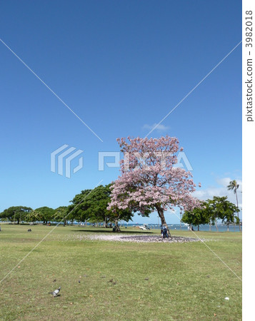 夏威夷櫻花樹 3982018