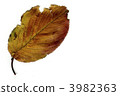 dead leaves, leaf, leaves 3982363