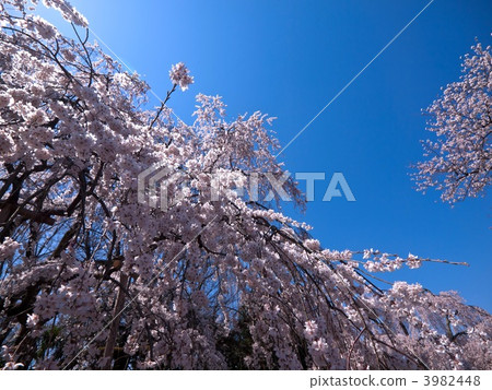 Bamboo cherry blossoms at Daigoji 3982448