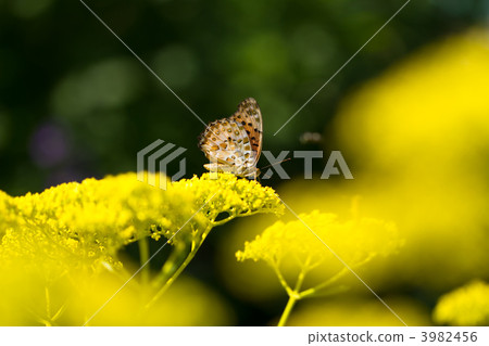Tate Hachioji and Ominaeji Tate Hachioji and Ominaeji 3982456
