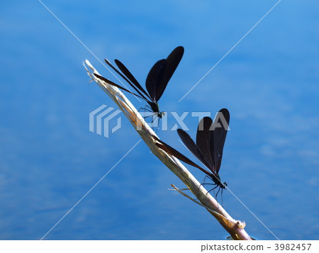 Hagorotorbo Hagorotorbo 3982457