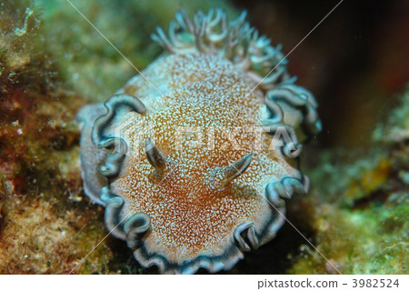 海參 海參 3982524