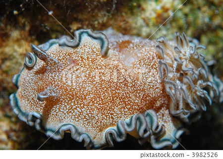 海參 海參 3982526