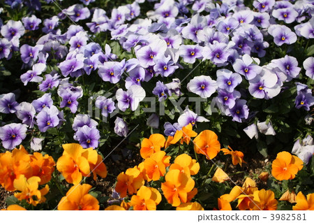 Pansy Pansy 3982581