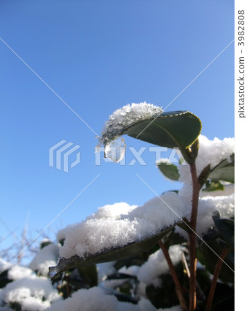 Camellia and snow 3982808