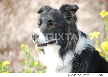邊境牧羊犬 邊境牧羊犬 3982829