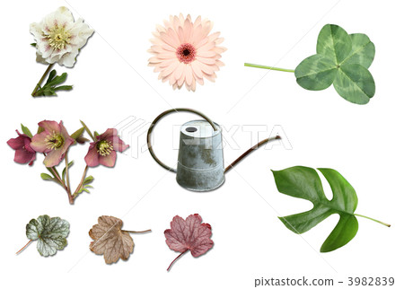 Flower material 3982839
