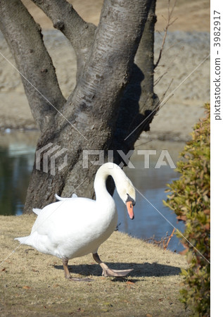 Swan Swan 3982917