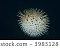Haliselbon Haliselbon 3983128