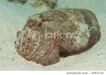 烏賊 烏賊 3983130