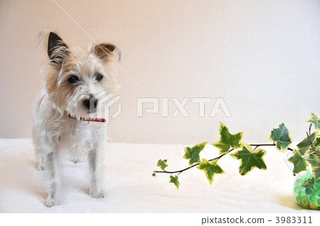 Jack Russell terrier and houseplant Jack Russell terrier and houseplant 3983311