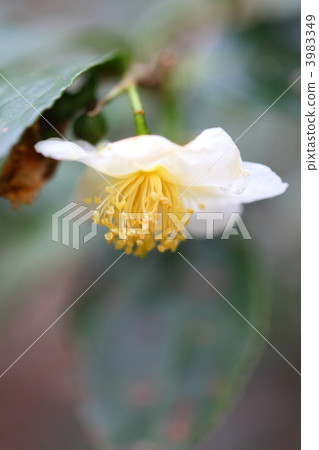 Flowers of tea tree 3983349
