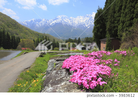 鄉村 北阿爾卑斯 白馬 3983612