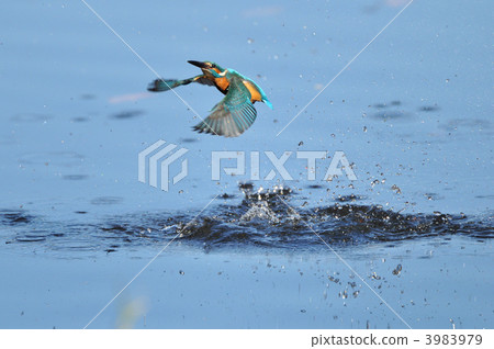 Kingfisher diving Kingfisher diving 3983979