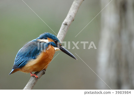 A kingfisher during a break A kingfisher during a break 3983984