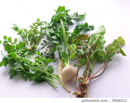 七種春天的草藥 七種春天的草藥 3984022