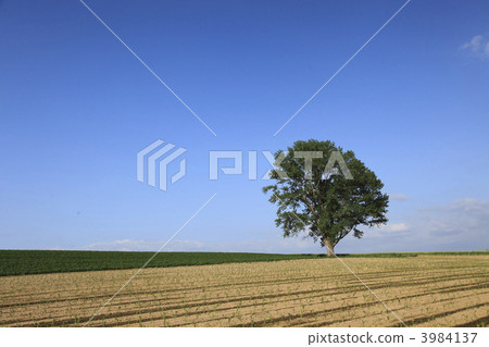 白楊樹 哲學樹 美瑛町 3984137