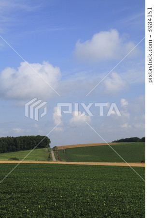 豆田 麻美哈大 上川區 3984151