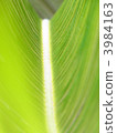 cycad, sago cycad, straight path 3984163