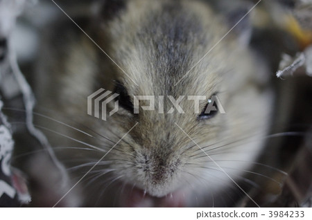 animal, animals, hampster 3984233