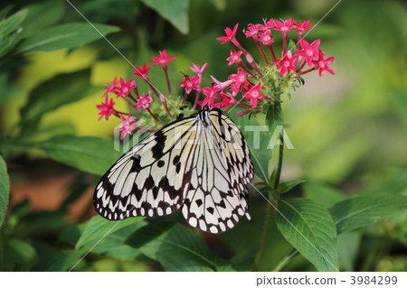Flower park Kagoshima butterfly's pavilion of the giant foxtail part 2 3984299