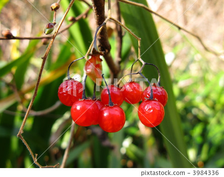 棕色有耳的歌手的紅色果子 3984336