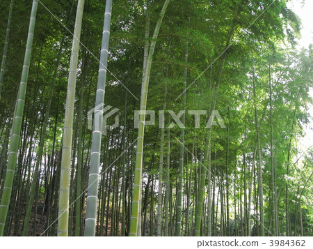 Bamboo groves in Satoyama Bamboo groves in Satoyama 3984362
