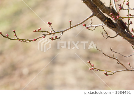 Plum seedlings 3984491