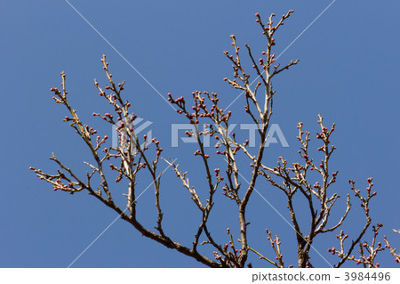Plum seedlings Plum seedlings 3984496