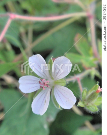 Geranium Geranium 3984592