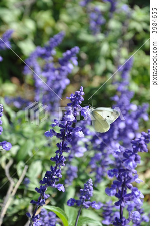 Blue salvia and monstrochium 3984655