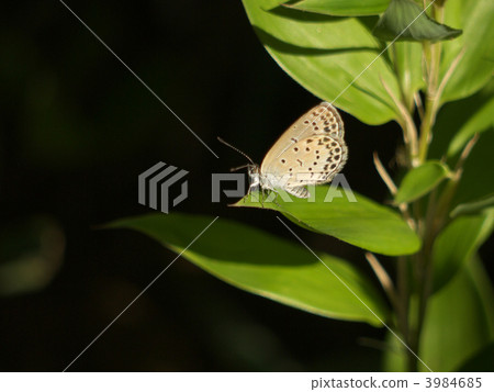 brackish water clam, lepidoptera, lycaenidae 3984685