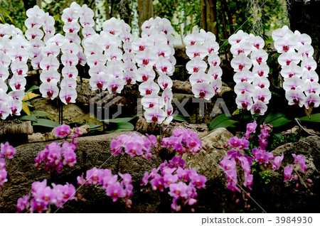 蝴蝶蘭 3984930