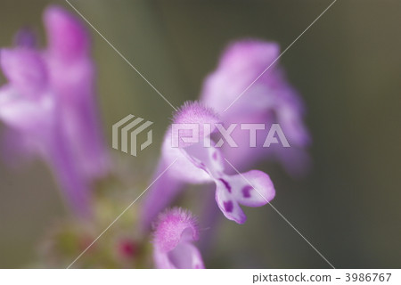 Roadside flower blooming flower (closeup) Roadside flower blooming flower (closeup) 3986767