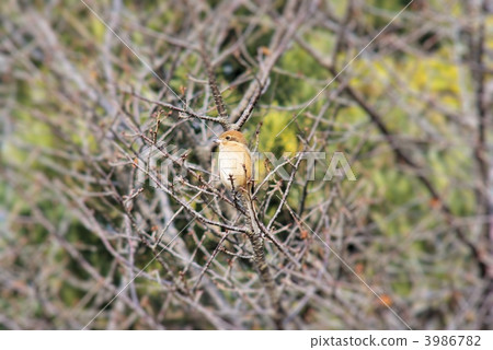 Mos停在外圍 Mos停在外圍 3986782