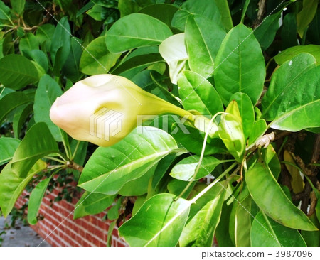 Huge flowers, cup of gold 3987096