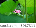 蓮花 花瓣 植物 3987311