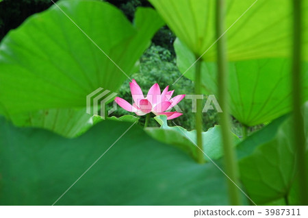 蓮花 花瓣 植物 3987311