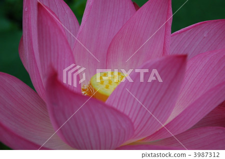 bloom, blossom, blossoms 3987312