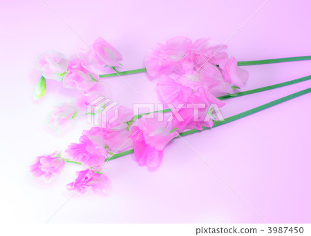 Sweetie Sweetie 3987450