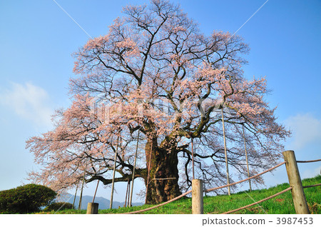 Daigo Sakura Daigo Sakura 3987453